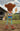 Woody Toy Story - Wooden Bendy Toy Vintage Toys Collectables Planet Retro NZ 2