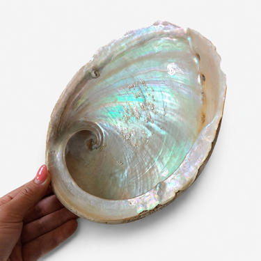 A large iridescent abalone shell held by a hand against a plain white background, showing shimmering green, blue, and cream tones.