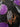 Fabric - Purple Moon - Owls Ravens Bats Planet Retro