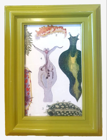 Vintage NZ marine life colour art print in lime green frame featuring illustrated sea creatures on white background