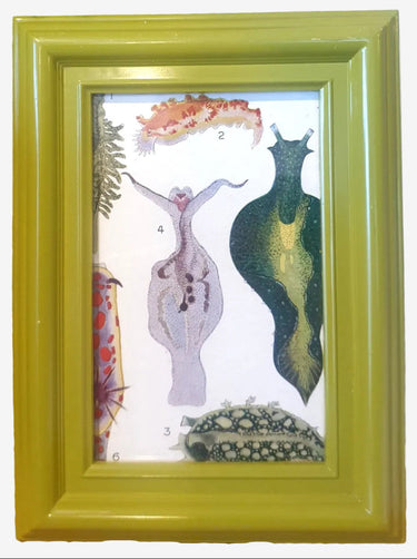 Vintage NZ marine life colour art print in lime green frame featuring illustrated sea creatures on white background