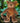 BK Beanie Kids Bear - Pounce the Jaguar Bear (2006) vintage toys planet retro nz 3