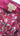 Lindy Bop Berry Sweetheart Dress (XL) New Vintage Clothing NZ Vintage Dress NZ Planet Retro NZ 4