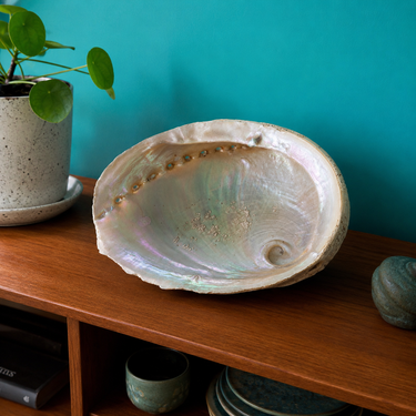 A large natural abalone shell with iridescent pearly tones sits on a wooden shelf in a styled interior setting, with a potted plant, books, and ceramic vessels visible against a teal wall.