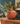 Rounded rustic terracotta vessel with natural olive foliage falling over its rim, styled against a teal wall