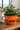 An orange enamel planter shaped like a mug, featuring a black fish illustration and a speech bubble that reads 'DRY CLEAN ONLY', holding a green leafy plant, displayed on a wooden table.
